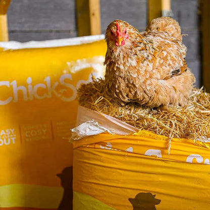 Chickens on ChickSoft bedding