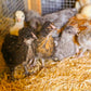 ChickSoft by BedSoft Premium Chicken Bedding - 16KG
